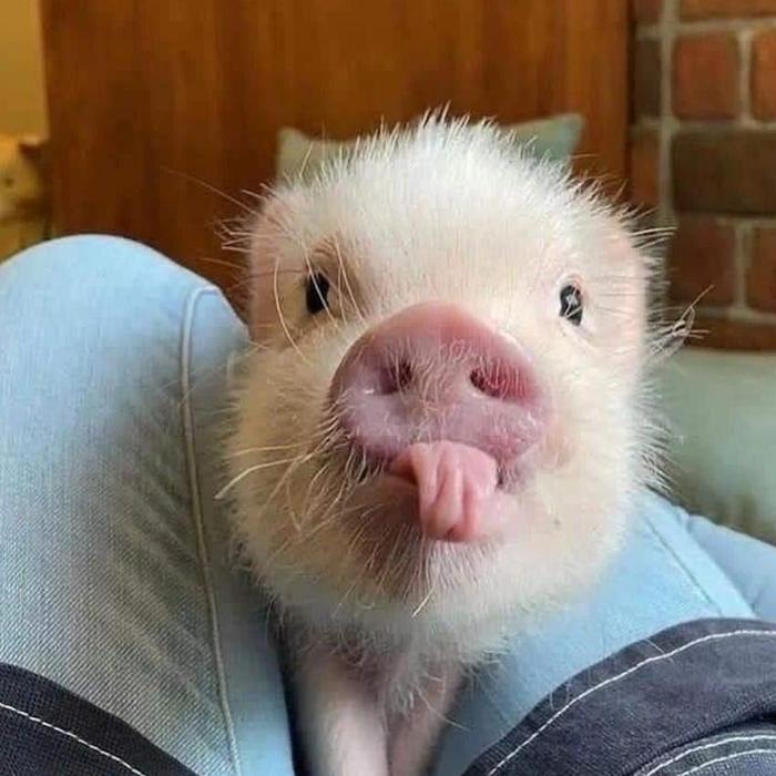 Hình ảnh con heo cute dễ thương