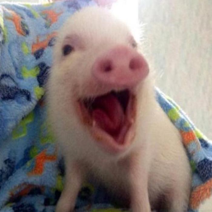 Hình ảnh con heo cute dễ thương