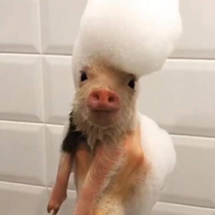 Hình ảnh con heo cute dễ thương