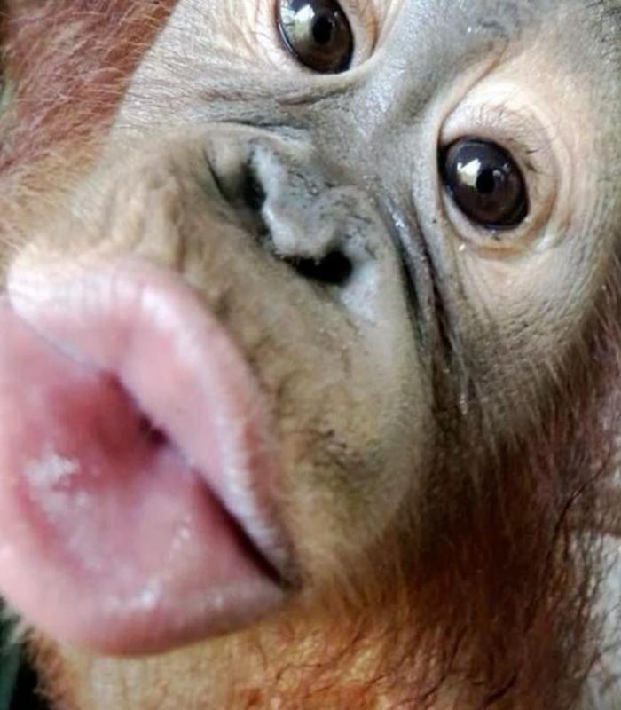 Hình ảnh con khỉ meme hài hước