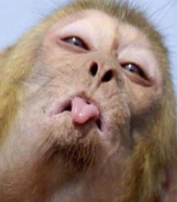 Hình ảnh con khỉ meme hài hước