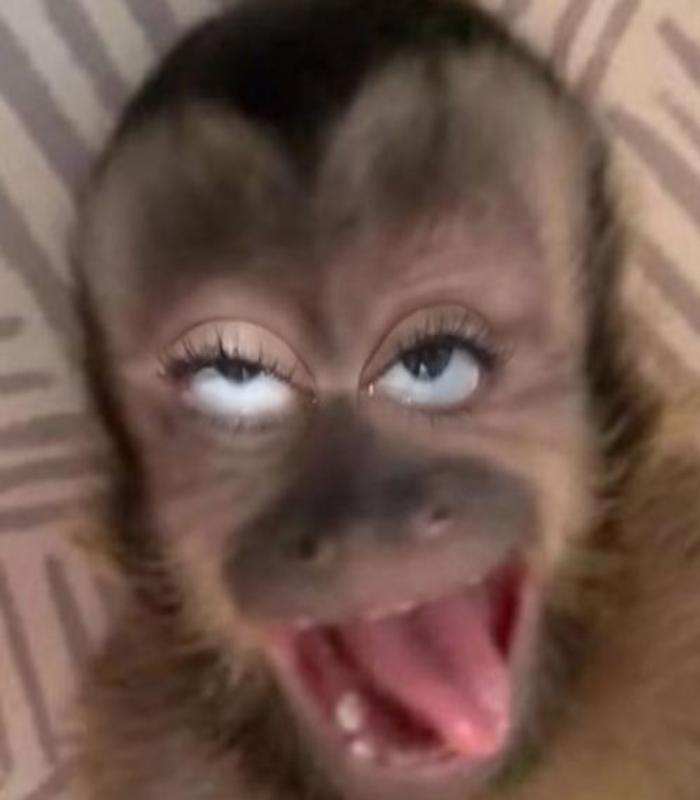 Hình ảnh con khỉ meme hài hước