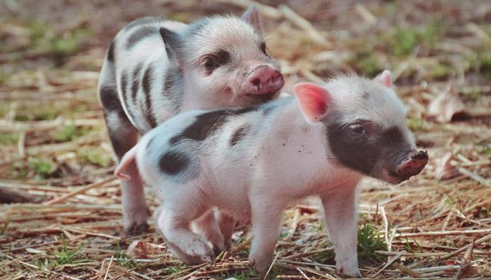 Hình ảnh lợn con cute