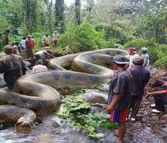 Hình ảnh rắn hổ mây khồng lồ