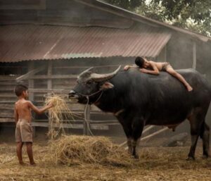 Hình ảnh cậu bé chăn trâu, ảnh trâu ăn cỏ đẹp