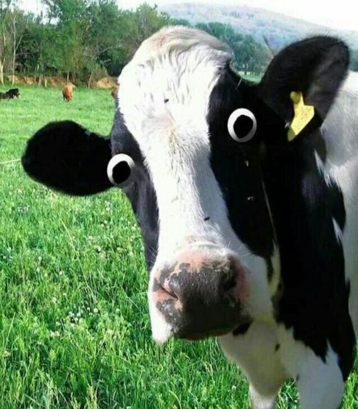 Hình ảnh con bò meme