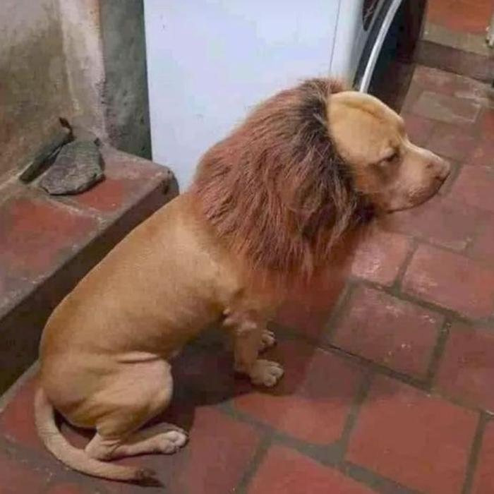 Hình ảnh sư tử lầy lội