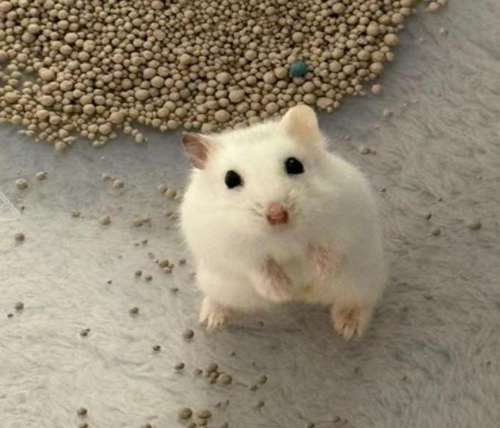 Avatar con chuột hamster đáng yêu