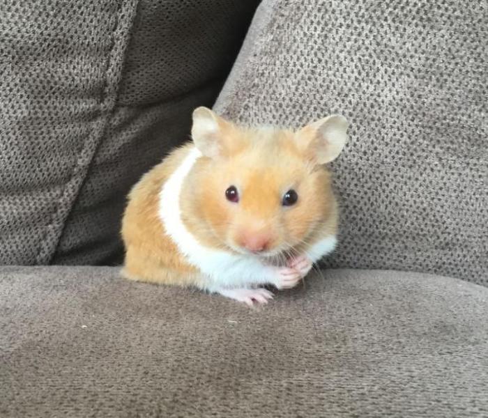 Avatar con chuột hamster đáng yêu