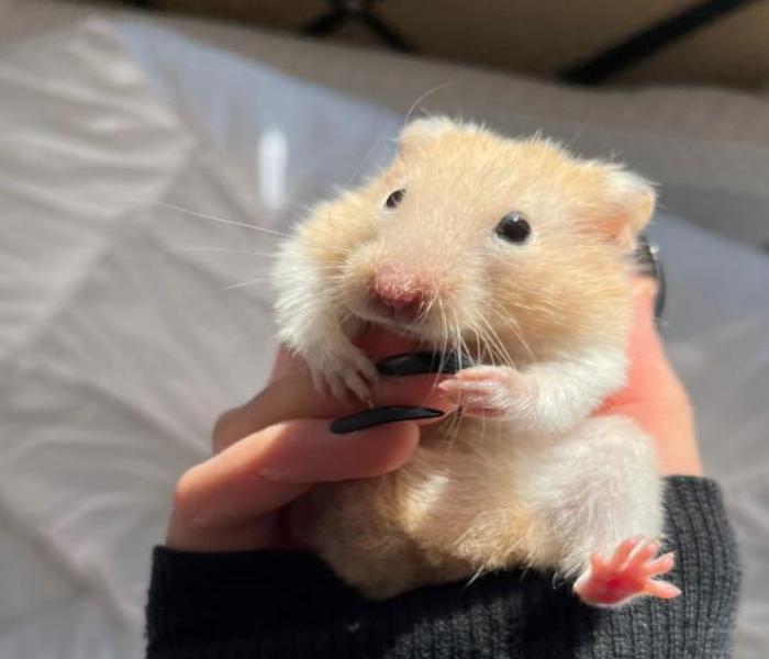 Avatar con chuột hamster đáng yêu