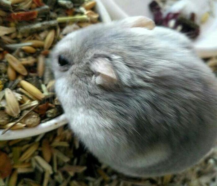 Avatar con chuột hamster đáng yêu