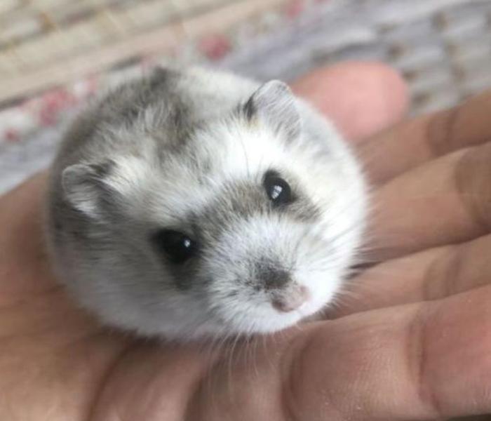 Avatar con chuột hamster đáng yêu