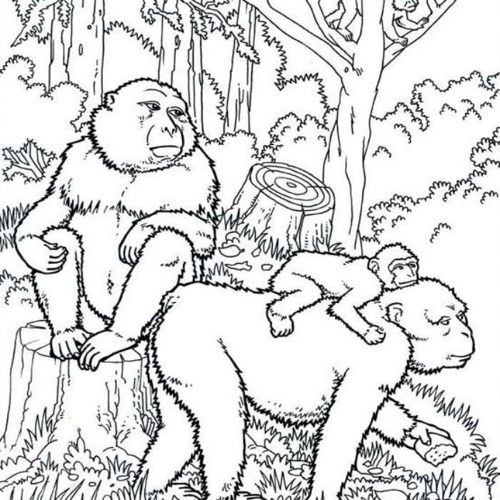 Tranh khỉ đột tô màu