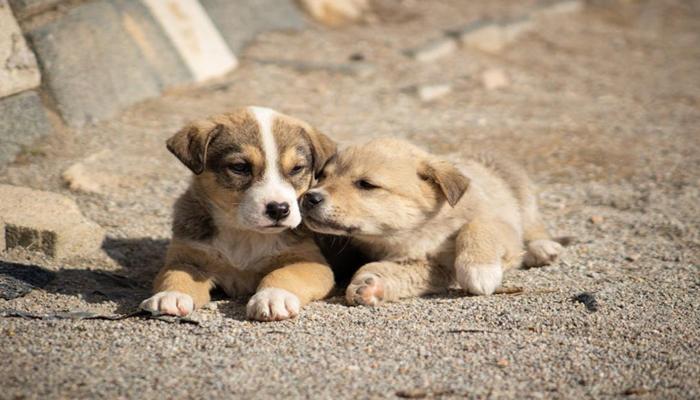 Hình ảnh hai con chó cute