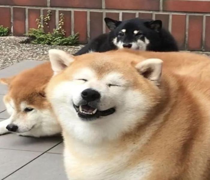 Hình ảnh 3 con chó meme