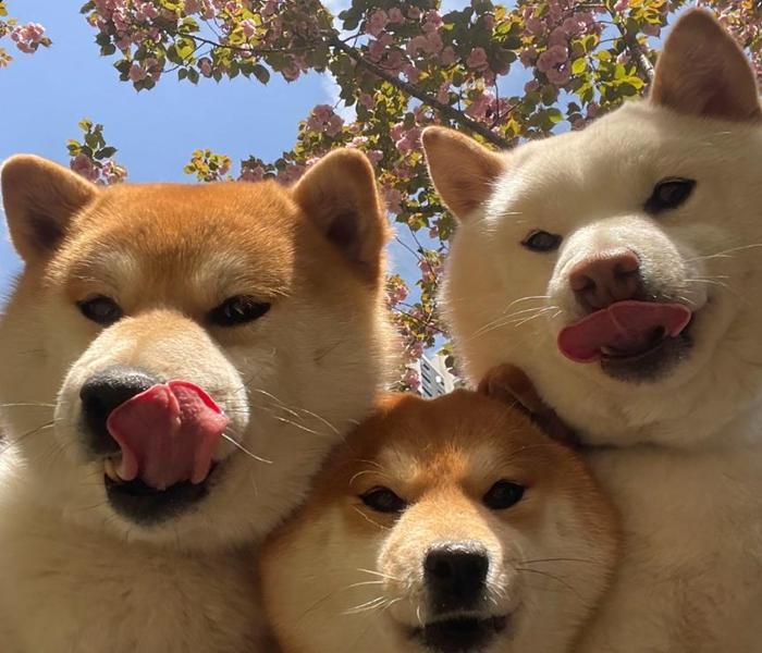 Hình ảnh 3 con chó meme