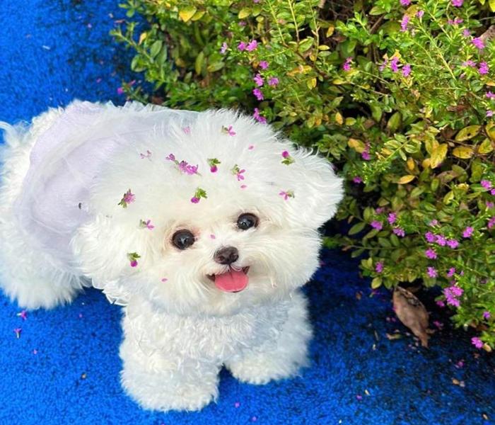 Ảnh đại diện chó con