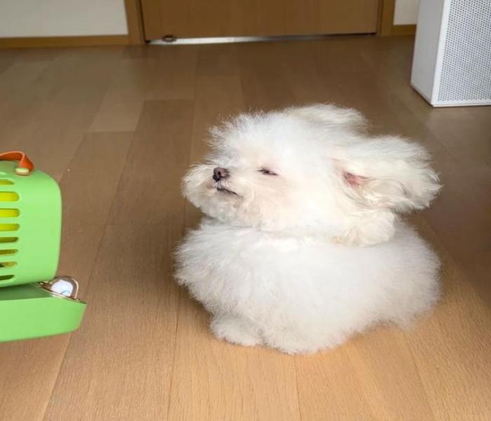 Ảnh đại diện chó con