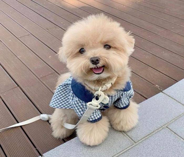 Ảnh đại diện chó con