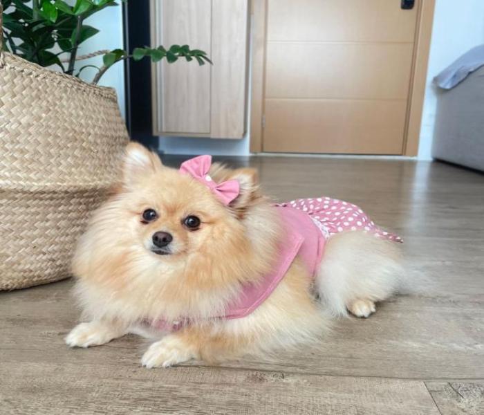 Ảnh đại diện chó con
