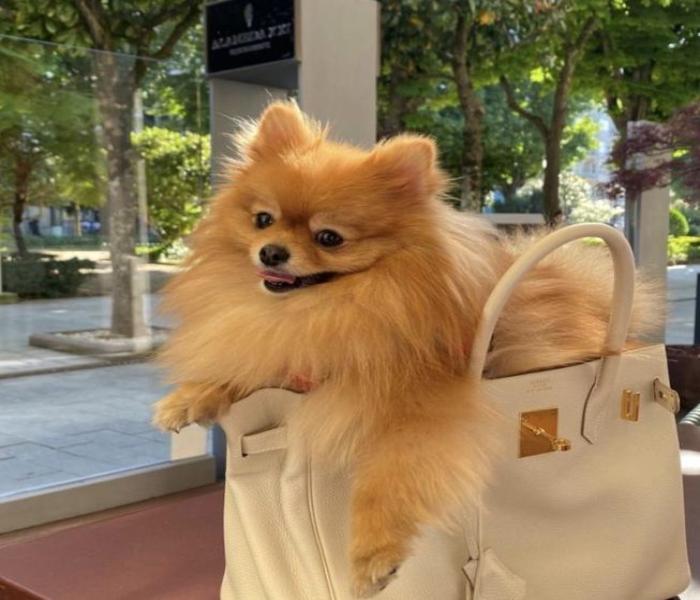 Ảnh đại diện chó con
