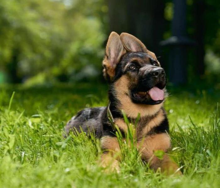 Hình ảnh chó Becgie con cute