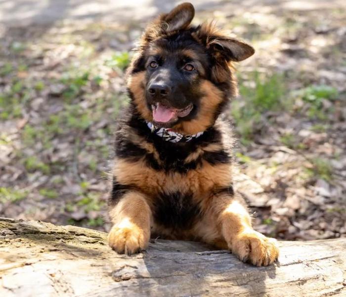 Hình ảnh chó Becgie con cute
