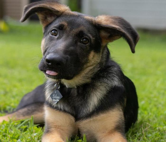 Hình ảnh chó Becgie con cute