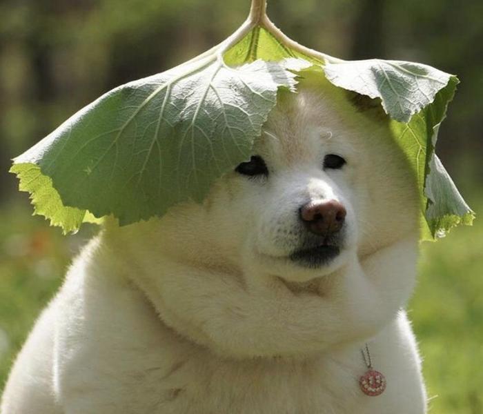Hình ảnh chó béo cute