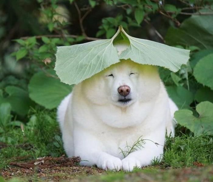 Hình ảnh chó béo cute