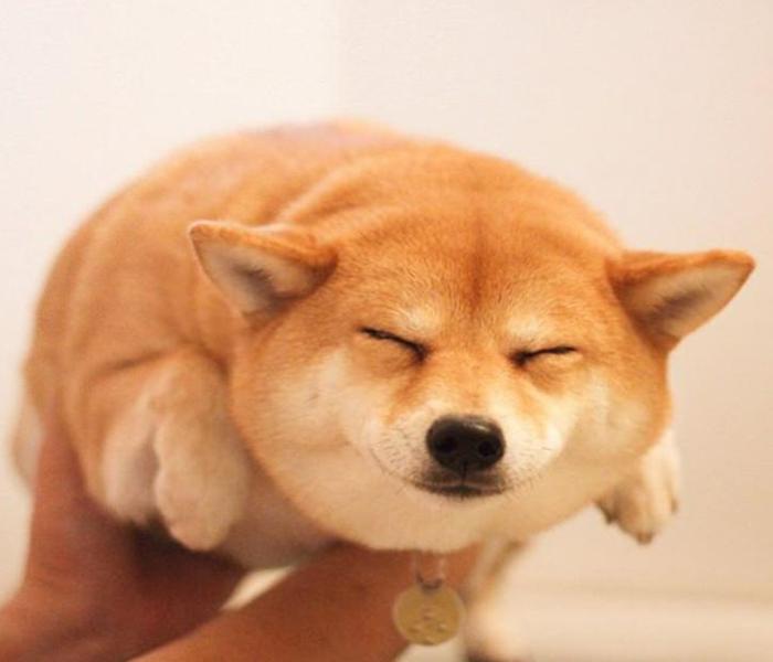 Hình ảnh chó béo cute