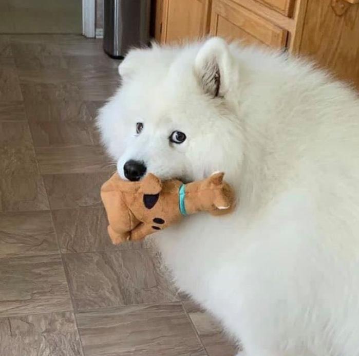 Hình ảnh chó béo cute