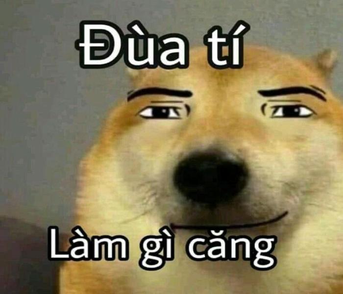 Hình ảnh chó mập hài hước