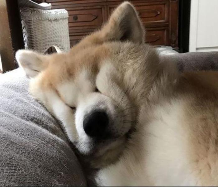 Xem Ngay +144 Ảnh Chó Béo, Hình Chó Mập Đáng Yêu Cute & Hài Hước