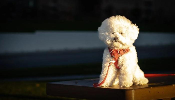 Hình ảnh chó poodle trắng cute