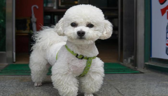 Hình ảnh chó bông màu trắng
