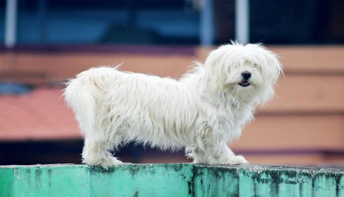 Hình ảnh chó bông màu trắng