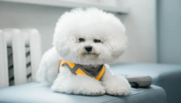 Hình ảnh chó poodle trắng cute