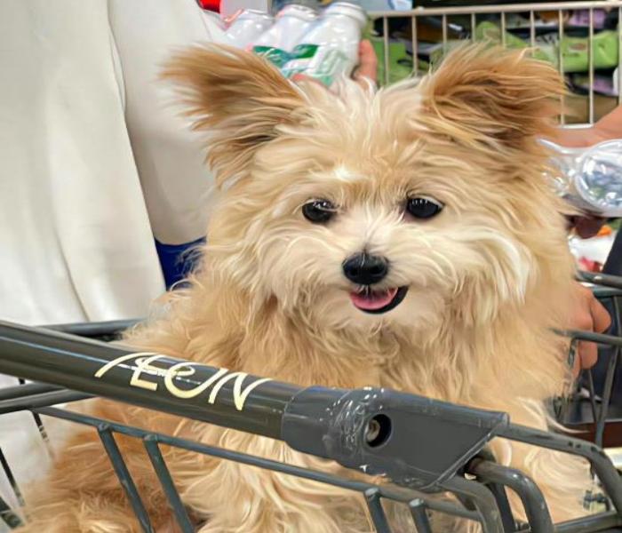 Hình ảnh chó cái cute