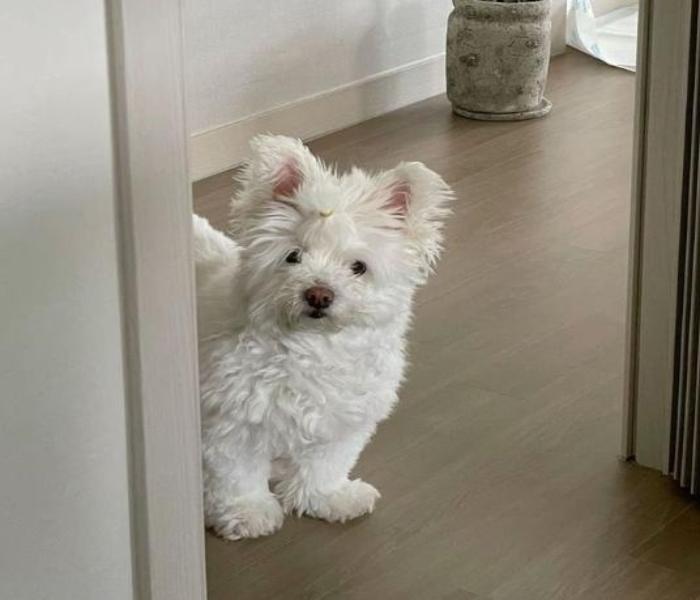Hình ảnh chó cái cute