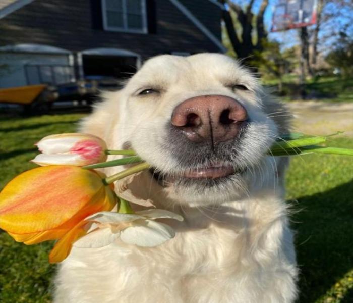 Hình ảnh chó cái cute