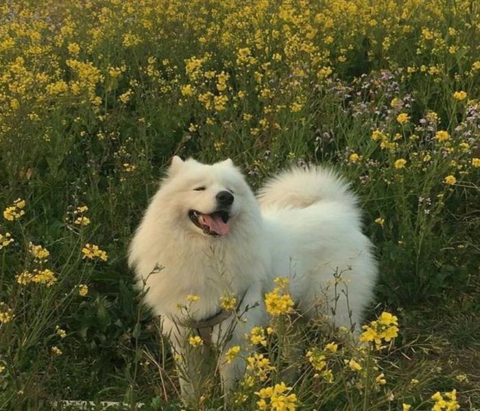 Hình ảnh chó cái cute