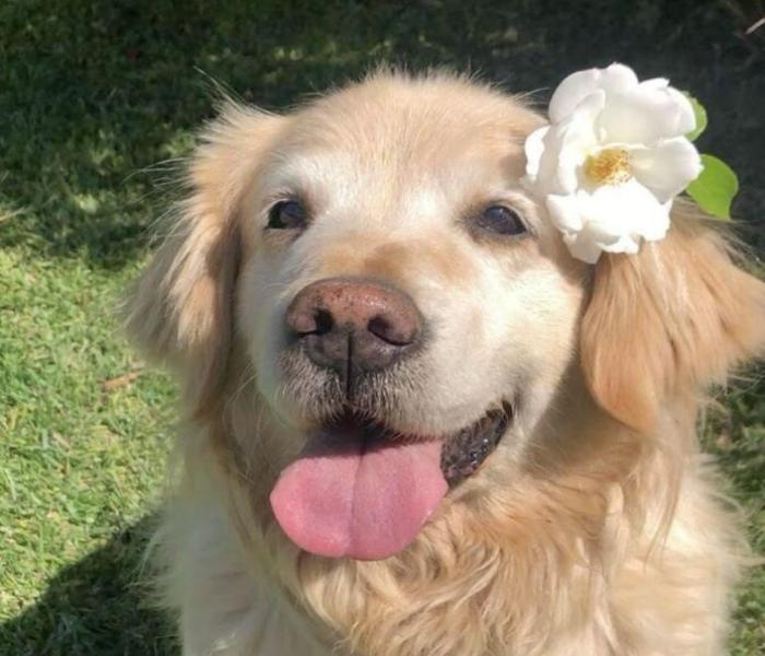 Hình ảnh chó cái cute