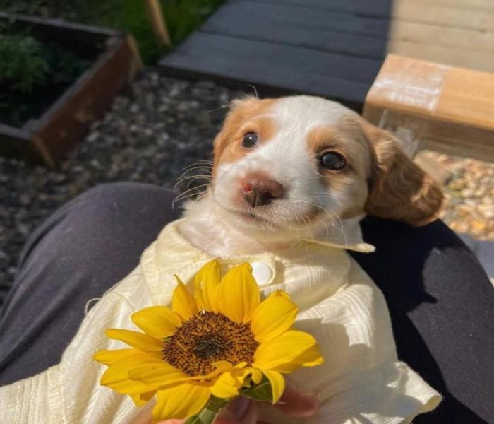 Hình ảnh chó cái cute