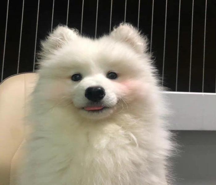 Hình ảnh chó cái cute