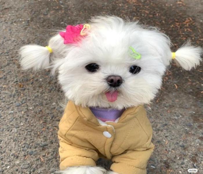 Hình ảnh chó cái cute