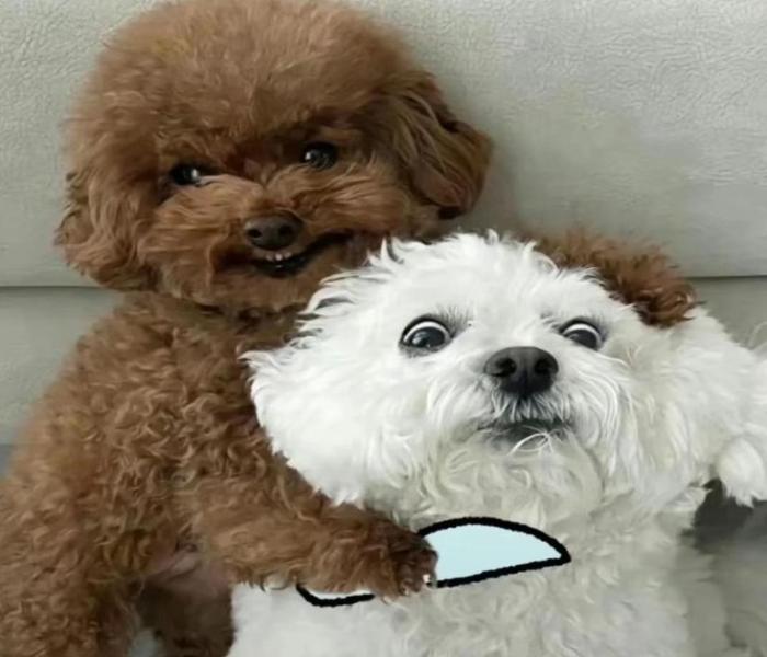 Ảnh avatar chó meme hài