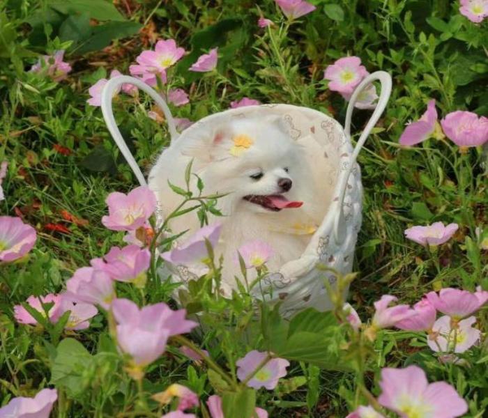 Hình ảnh chó cảnh cute