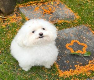Hình ảnh chó cảnh cute