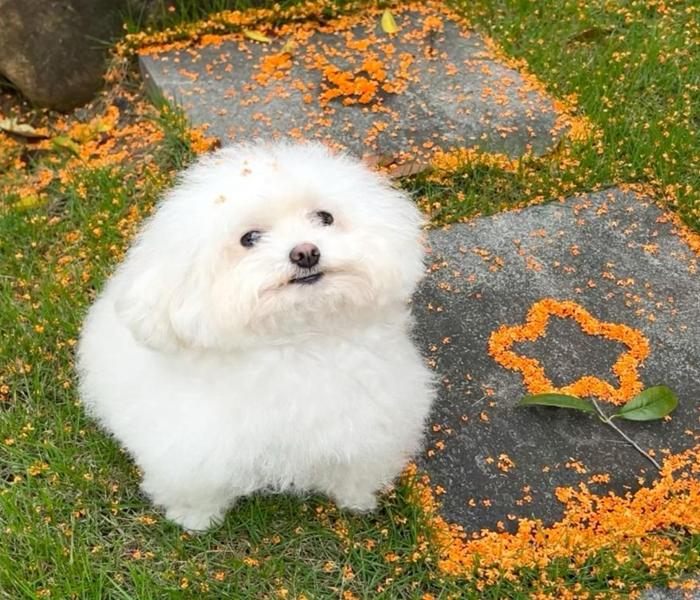 Hình ảnh chó cảnh cute